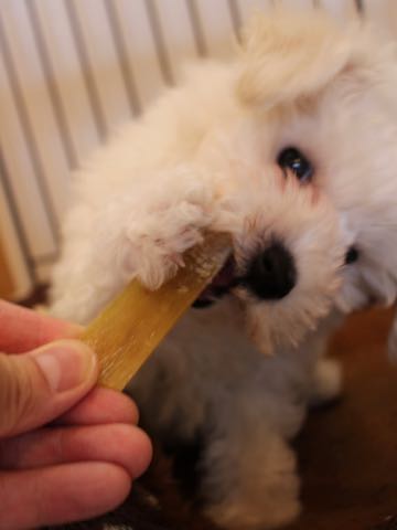 ビションフリーゼフントヒュッテこいぬ画像ビションフリーゼ子犬社会化性格血統チャンピオン犬東京ビションメス関東かわいいビションおとこのこ文京区出産情報ビション募集_239.jpg