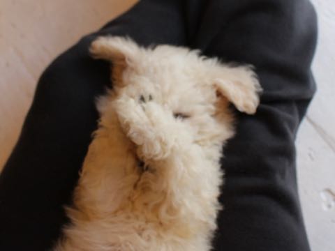 ビションフリーゼフントヒュッテこいぬ画像ビションフリーゼ子犬社会化性格血統チャンピオン犬東京ビションメス関東かわいいビションおとこのこ文京区出産情報ビション募集_266.jpg