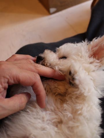 ビションフリーゼフントヒュッテこいぬ画像ビションフリーゼ子犬社会化性格血統チャンピオン犬東京ビションメス関東かわいいビションおとこのこ文京区出産情報ビション募集_267.jpg