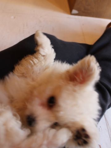 ビションフリーゼフントヒュッテこいぬ画像ビションフリーゼ子犬社会化性格血統チャンピオン犬東京ビションメス関東かわいいビションおとこのこ文京区出産情報ビション募集_268.jpg
