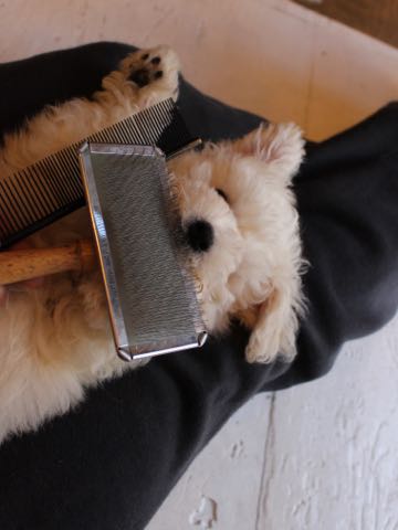 ビションフリーゼフントヒュッテこいぬ画像ビションフリーゼ子犬社会化性格血統チャンピオン犬東京ビションメス関東かわいいビションおとこのこ文京区出産情報ビション募集_269.jpg