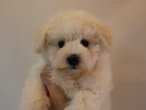 ビションフリーゼフントヒュッテこいぬ画像ビションフリーゼ子犬社会化性格血統チャンピオン犬東京ビションメス関東かわいいビションおとこのこ文京区出産情報ビション募集_270.jpg