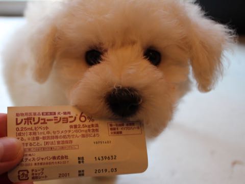ビションフリーゼフントヒュッテこいぬ画像ビションフリーゼ子犬社会化性格血統チャンピオン犬東京ビションメス関東かわいいビションおとこのこ文京区出産情報ビション募集_271.jpg