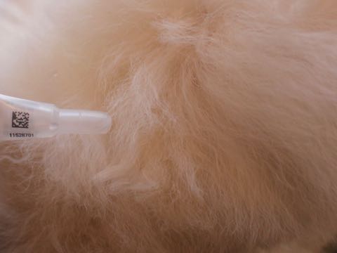 ビションフリーゼフントヒュッテこいぬ画像ビションフリーゼ子犬社会化性格血統チャンピオン犬東京ビションメス関東かわいいビションおとこのこ文京区出産情報ビション募集_272.jpg