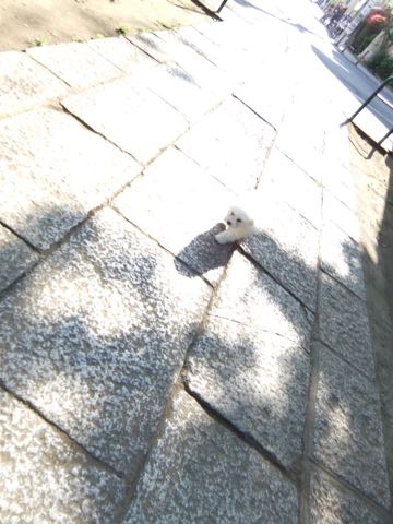 ビションフリーゼフントヒュッテこいぬ画像ビションフリーゼ子犬社会化性格血統チャンピオン犬東京ビションメス関東かわいいビションおとこのこ文京区出産情報ビション募集_273.jpg