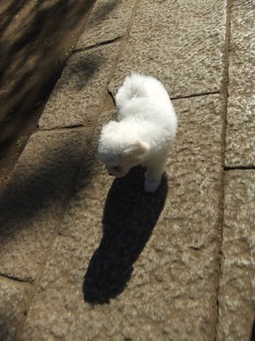 ビションフリーゼフントヒュッテこいぬ画像ビションフリーゼ子犬社会化性格血統チャンピオン犬東京ビションメス関東かわいいビションおとこのこ文京区出産情報ビション募集_274.jpg
