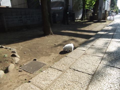 ビションフリーゼフントヒュッテこいぬ画像ビションフリーゼ子犬社会化性格血統チャンピオン犬東京ビションメス関東かわいいビションおとこのこ文京区出産情報ビション募集_275.jpg