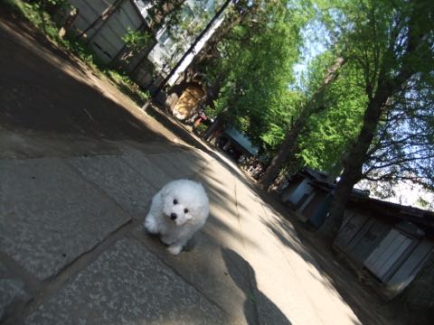 ビションフリーゼフントヒュッテこいぬ画像ビションフリーゼ子犬社会化性格血統チャンピオン犬東京ビションメス関東かわいいビションおとこのこ文京区出産情報ビション募集_276.jpg