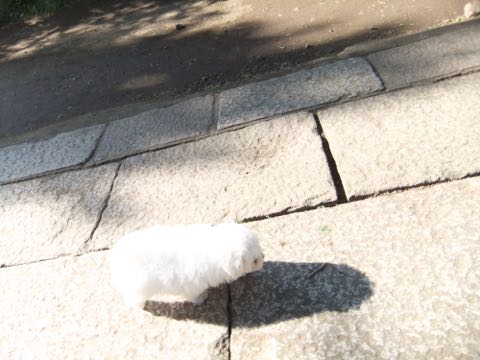 ビションフリーゼフントヒュッテこいぬ画像ビションフリーゼ子犬社会化性格血統チャンピオン犬東京ビションメス関東かわいいビションおとこのこ文京区出産情報ビション募集_277.jpg
