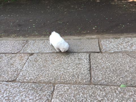 ビションフリーゼフントヒュッテこいぬ画像ビションフリーゼ子犬社会化性格血統チャンピオン犬東京ビションメス関東かわいいビションおとこのこ文京区出産情報ビション募集_278.jpg