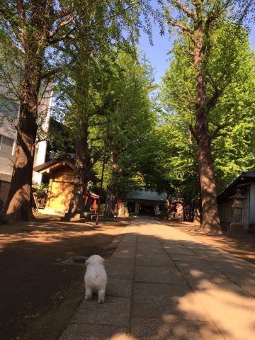 ビションフリーゼフントヒュッテこいぬ画像ビションフリーゼ子犬社会化性格血統チャンピオン犬東京ビションメス関東かわいいビションおとこのこ文京区出産情報ビション募集_279.jpg