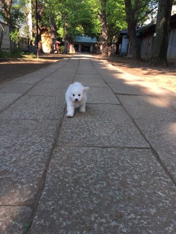 ビションフリーゼフントヒュッテこいぬ画像ビションフリーゼ子犬社会化性格血統チャンピオン犬東京ビションメス関東かわいいビションおとこのこ文京区出産情報ビション募集_284.jpg