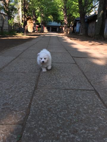 ビションフリーゼフントヒュッテこいぬ画像ビションフリーゼ子犬社会化性格血統チャンピオン犬東京ビションメス関東かわいいビションおとこのこ文京区出産情報ビション募集_285.jpg