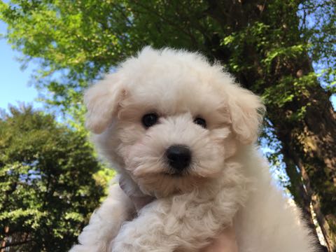 ビションフリーゼフントヒュッテこいぬ画像ビションフリーゼ子犬社会化性格血統チャンピオン犬東京ビションメス関東かわいいビションおとこのこ文京区出産情報ビション募集_286.jpg