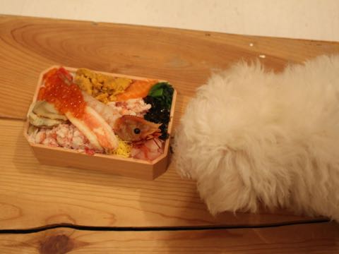 ビションフリーゼフントヒュッテこいぬ画像ビションフリーゼ子犬社会化性格血統チャンピオン犬東京ビションメス関東かわいいビションおとこのこ文京区出産情報ビション募集_289.jpg