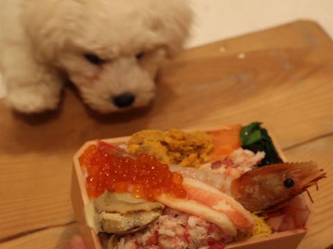 ビションフリーゼフントヒュッテこいぬ画像ビションフリーゼ子犬社会化性格血統チャンピオン犬東京ビションメス関東かわいいビションおとこのこ文京区出産情報ビション募集_290.jpg