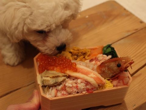 ビションフリーゼフントヒュッテこいぬ画像ビションフリーゼ子犬社会化性格血統チャンピオン犬東京ビションメス関東かわいいビションおとこのこ文京区出産情報ビション募集_291.jpg