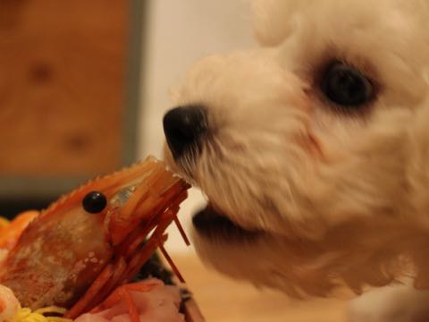 ビションフリーゼフントヒュッテこいぬ画像ビションフリーゼ子犬社会化性格血統チャンピオン犬東京ビションメス関東かわいいビションおとこのこ文京区出産情報ビション募集_292.jpg