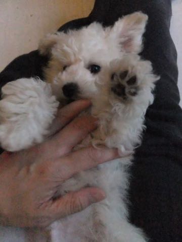 ビションフリーゼフントヒュッテこいぬ画像ビションフリーゼ子犬社会化性格血統チャンピオン犬東京ビションメス関東かわいいビションおとこのこ文京区出産情報ビション募集_293.jpg