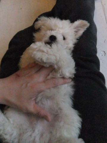 ビションフリーゼフントヒュッテこいぬ画像ビションフリーゼ子犬社会化性格血統チャンピオン犬東京ビションメス関東かわいいビションおとこのこ文京区出産情報ビション募集_294.jpg