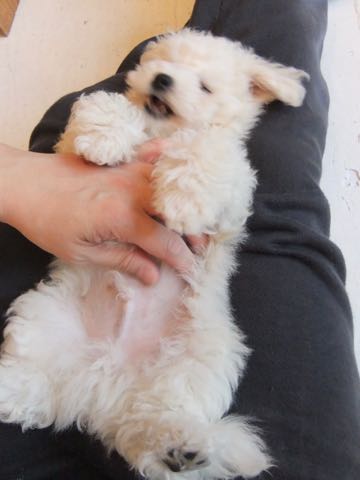 ビションフリーゼフントヒュッテこいぬ画像ビションフリーゼ子犬社会化性格血統チャンピオン犬東京ビションメス関東かわいいビションおとこのこ文京区出産情報ビション募集_295.jpg