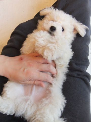 ビションフリーゼフントヒュッテこいぬ画像ビションフリーゼ子犬社会化性格血統チャンピオン犬東京ビションメス関東かわいいビションおとこのこ文京区出産情報ビション募集_296.jpg