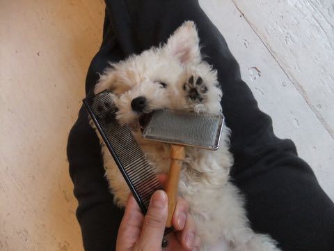 ビションフリーゼフントヒュッテこいぬ画像ビションフリーゼ子犬社会化性格血統チャンピオン犬東京ビションメス関東かわいいビションおとこのこ文京区出産情報ビション募集_297.jpg
