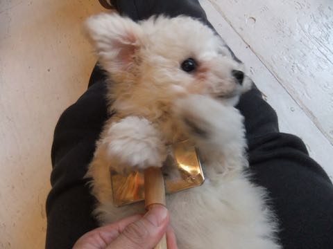 ビションフリーゼフントヒュッテこいぬ画像ビションフリーゼ子犬社会化性格血統チャンピオン犬東京ビションメス関東かわいいビションおとこのこ文京区出産情報ビション募集_298.jpg