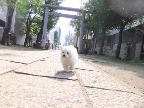 ビションフリーゼフントヒュッテこいぬ画像ビションフリーゼ子犬社会化性格血統チャンピオン犬東京ビションメス関東かわいいビションおとこのこ文京区出産情報ビション募集_300.jpg