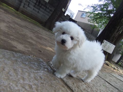 ビションフリーゼフントヒュッテこいぬ画像ビションフリーゼ子犬社会化性格血統チャンピオン犬東京ビションメス関東かわいいビションおとこのこ文京区出産情報ビション募集_301.jpg