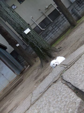 ビションフリーゼフントヒュッテこいぬ画像ビションフリーゼ子犬社会化性格血統チャンピオン犬東京ビションメス関東かわいいビションおとこのこ文京区出産情報ビション募集_302.jpg