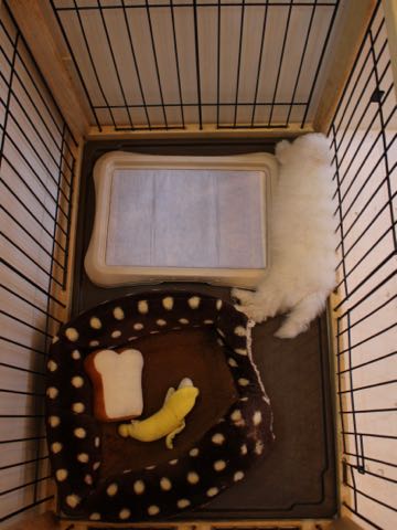 ビションフリーゼフントヒュッテこいぬ画像ビションフリーゼ子犬社会化性格血統チャンピオン犬東京ビションメス関東かわいいビションおとこのこ文京区出産情報ビション募集_322.jpg