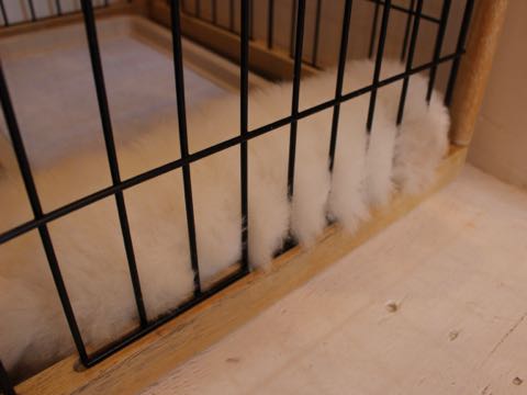 ビションフリーゼフントヒュッテこいぬ画像ビションフリーゼ子犬社会化性格血統チャンピオン犬東京ビションメス関東かわいいビションおとこのこ文京区出産情報ビション募集_323.jpg