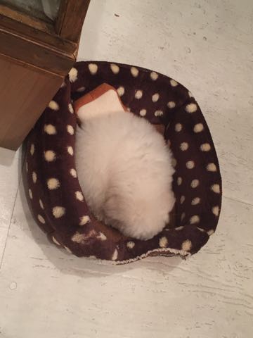 ビションフリーゼフントヒュッテこいぬ画像ビションフリーゼ子犬社会化性格血統チャンピオン犬東京ビションメス関東かわいいビションおとこのこ文京区出産情報ビション募集_326.jpg