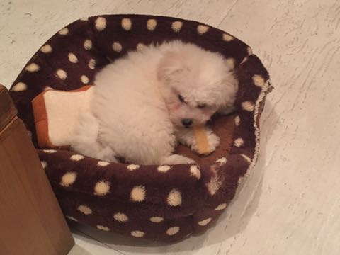 ビションフリーゼフントヒュッテこいぬ画像ビションフリーゼ子犬社会化性格血統チャンピオン犬東京ビションメス関東かわいいビションおとこのこ文京区出産情報ビション募集_327.jpg