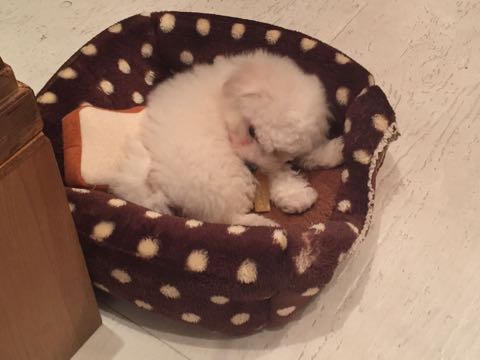 ビションフリーゼフントヒュッテこいぬ画像ビションフリーゼ子犬社会化性格血統チャンピオン犬東京ビションメス関東かわいいビションおとこのこ文京区出産情報ビション募集_328.jpg