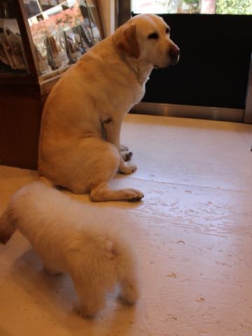 ビションフリーゼフントヒュッテこいぬ画像ビションフリーゼ子犬社会化性格血統チャンピオン犬東京ビションメス関東かわいいビションおとこのこ文京区出産情報ビション募集_332.jpg