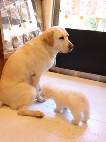 ビションフリーゼフントヒュッテこいぬ画像ビションフリーゼ子犬社会化性格血統チャンピオン犬東京ビションメス関東かわいいビションおとこのこ文京区出産情報ビション募集_334.jpg