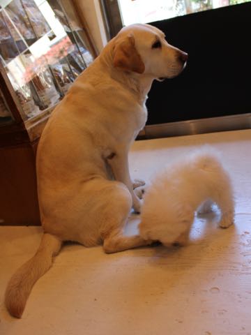 ビションフリーゼフントヒュッテこいぬ画像ビションフリーゼ子犬社会化性格血統チャンピオン犬東京ビションメス関東かわいいビションおとこのこ文京区出産情報ビション募集_335.jpg
