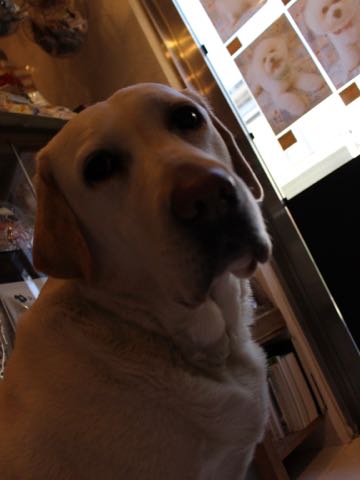 ビションフリーゼフントヒュッテこいぬ画像ビションフリーゼ子犬社会化性格血統チャンピオン犬東京ビションメス関東かわいいビションおとこのこ文京区出産情報ビション募集_336.jpg
