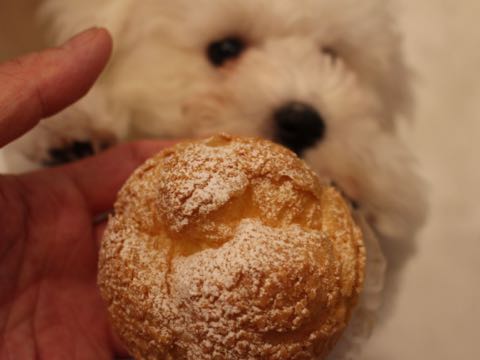ビションフリーゼフントヒュッテこいぬ画像ビションフリーゼ子犬社会化性格血統チャンピオン犬東京ビションメス関東かわいいビションおとこのこ文京区出産情報ビション募集_338.jpg