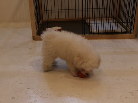 ビションフリーゼフントヒュッテこいぬ画像ビションフリーゼ子犬社会化性格血統チャンピオン犬東京ビションメス関東かわいいビションおとこのこ文京区出産情報ビション募集_339.jpg