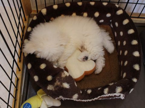 ビションフリーゼフントヒュッテこいぬ画像ビションフリーゼ子犬社会化性格血統チャンピオン犬東京ビションメス関東かわいいビションおとこのこ文京区出産情報ビション募集_343.jpg