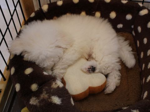 ビションフリーゼフントヒュッテこいぬ画像ビションフリーゼ子犬社会化性格血統チャンピオン犬東京ビションメス関東かわいいビションおとこのこ文京区出産情報ビション募集_344.jpg