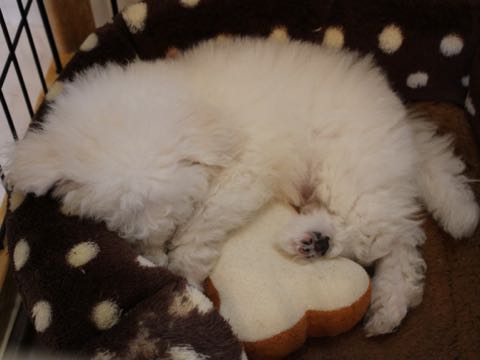 ビションフリーゼフントヒュッテこいぬ画像ビションフリーゼ子犬社会化性格血統チャンピオン犬東京ビションメス関東かわいいビションおとこのこ文京区出産情報ビション募集_345.jpg