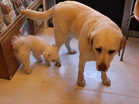 ラブラドール・レトリバートリミング文京区フントヒュッテ駒込大型犬トリミング東京かわいいラブラドールレトリバー画像大型犬トリミングサロン都内hundehutte_56.jpg