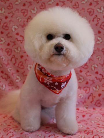 ビションフリーゼトリミング文京区フントヒュッテ駒込hundehutte東京かわいいビションフリーゼ画像ビションフリーゼトリミングサロン都内フントヒュッテ場所_28.jpg