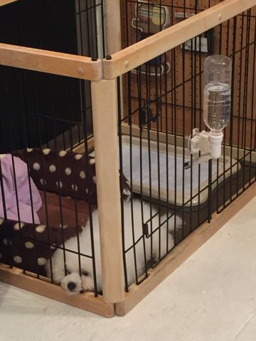 ビションフリーゼフントヒュッテこいぬ画像ビションフリーゼ子犬社会化性格血統チャンピオン犬東京ビションメス関東かわいいビションおとこのこ文京区出産情報ビション募集_482.jpg