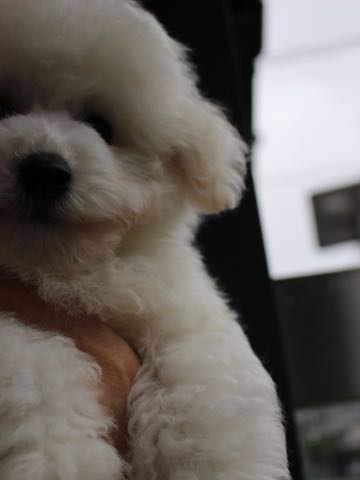 ビションフリーゼフントヒュッテこいぬ画像ビションフリーゼ子犬社会化性格血統チャンピオン犬東京ビションメス関東かわいいビションおとこのこ文京区出産情報ビション募集_495.jpg