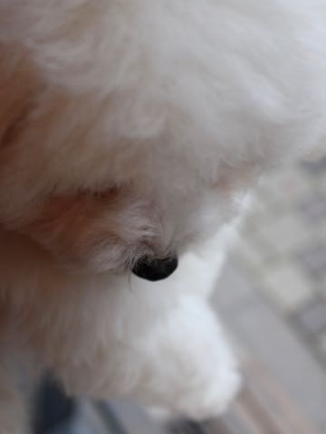 ビションフリーゼフントヒュッテこいぬ画像ビションフリーゼ子犬社会化性格血統チャンピオン犬東京ビションメス関東かわいいビションおとこのこ文京区出産情報ビション募集_496.jpg